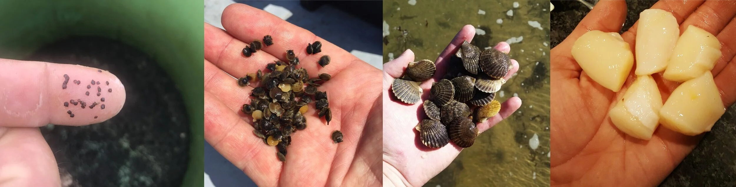 Bay scallop in the shell
