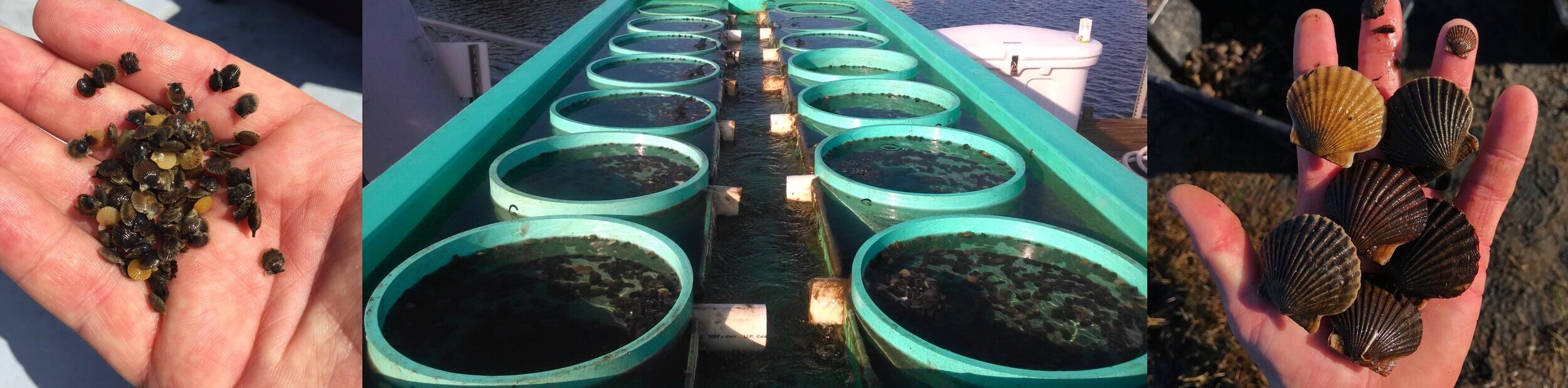 Bay scallop nursery systems