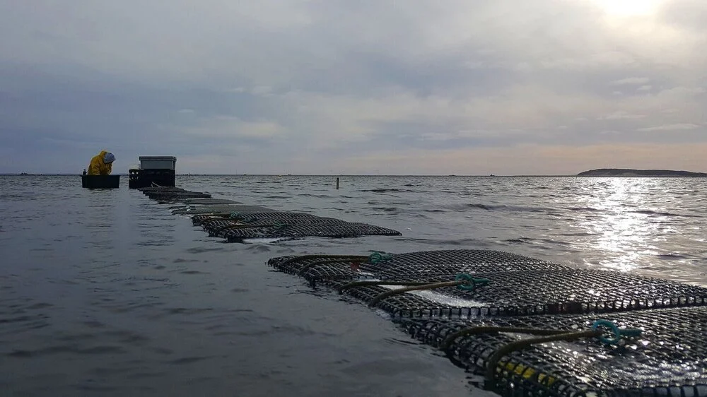 Sorting bay scallops on the farm