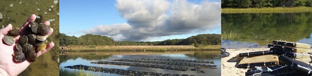 Bay scallop seed